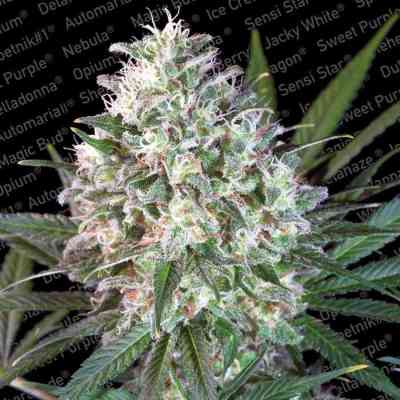 Space Cookies semilla > Paradise Seeds | Semillas feminizadas  |  Híbrido