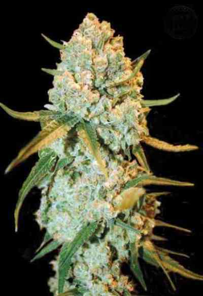 Special Crystal Haze > Bulk Seed Bank | Feminized Marijuana   |  Sativa