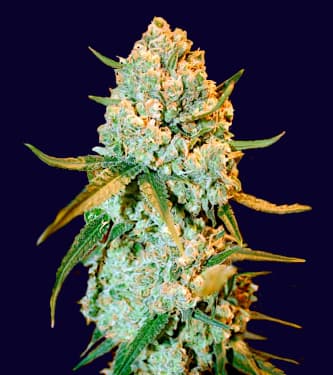 Special Crystal Haze > Bulk Seed Bank | Feminized Marijuana   |  Sativa