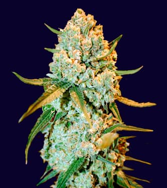 Special Crystal Haze > Bulk Seed Bank | Feminisierte Hanfsamen  |  Sativa