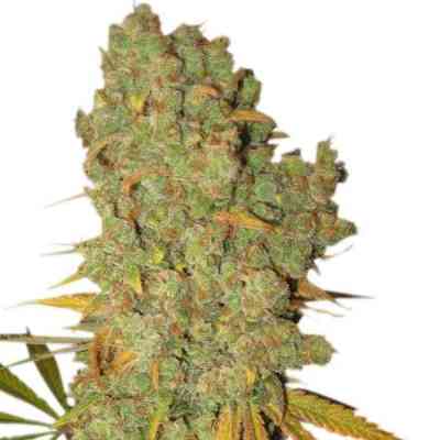 Special Kush #1 > Royal Queen Seeds | Feminisierte Hanfsamen  |  Indica