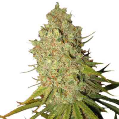 Special Kush #1 > Royal Queen Seeds | Semillas feminizadas  |  Índica