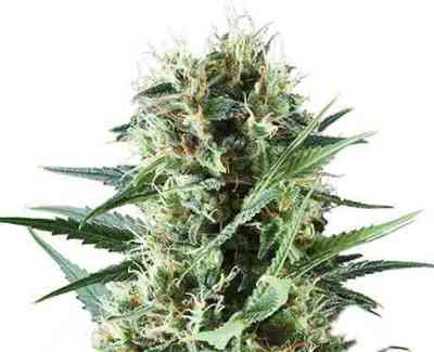 Special Kush #1 strain > Royal Queen Seeds THC 15-20%