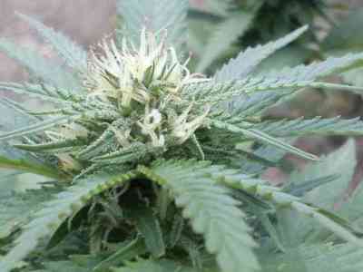 Special Kush #1 > Royal Queen Seeds | Feminisierte Hanfsamen  |  Indica