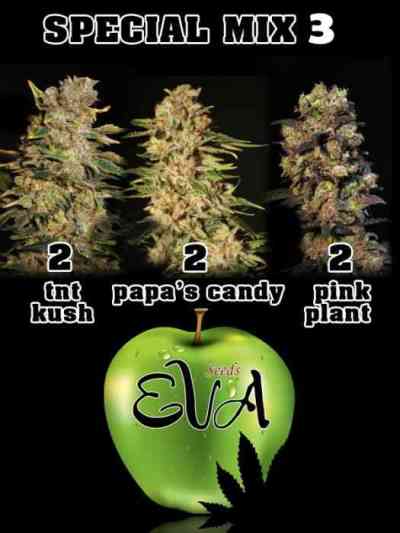 Special Mix 3 > Eva Female Seeds