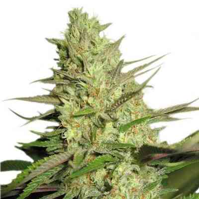 Special Queen #1 > Royal Queen Seeds | Graines Féminisées  |  Hybride