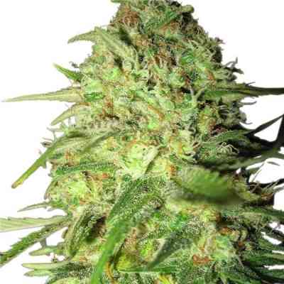 Special Queen #1 > Royal Queen Seeds | Semillas feminizadas  |  Híbrido