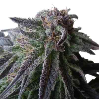 Special Queen #1 > Royal Queen Seeds | Semillas feminizadas  |  Híbrido