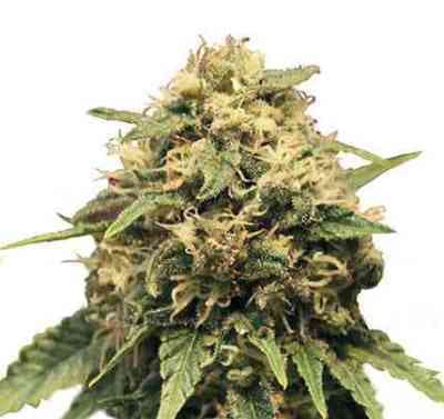 Special Queen #1 strain > Royal Queen Seeds ▷ THC 15-20%