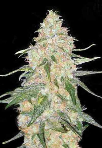 Special Skunk > Bulk Seed Bank