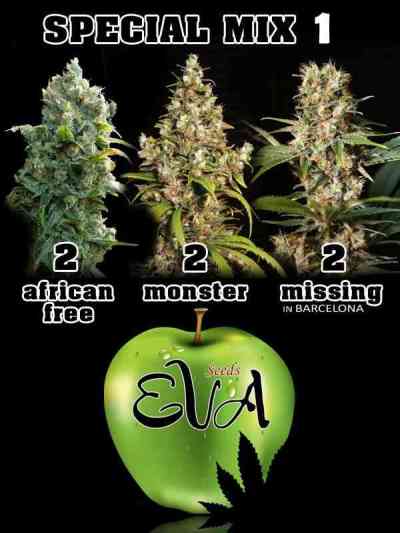 Special Mix 1 Samen > Eva Female Seeds | Feminisierte Hanfsamen  |  Hybrid