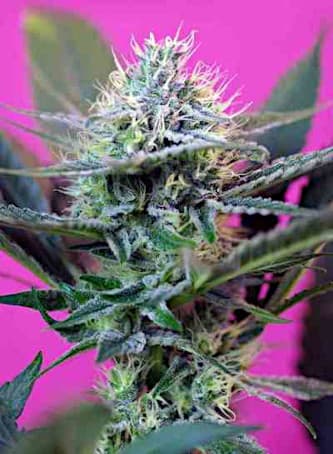 +Speed Auto > Sweet Seeds | Semillas autoflorecientes  |  Híbrido