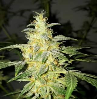 Speedy Boom Auto > Kannabia Seeds | Autoflowering Hanfsamen  |  Sativa