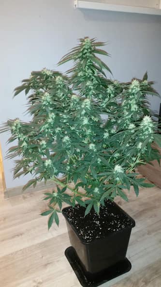 Speedy Boom Auto > Kannabia Seeds | Graines Autofloraison  |  Sativa