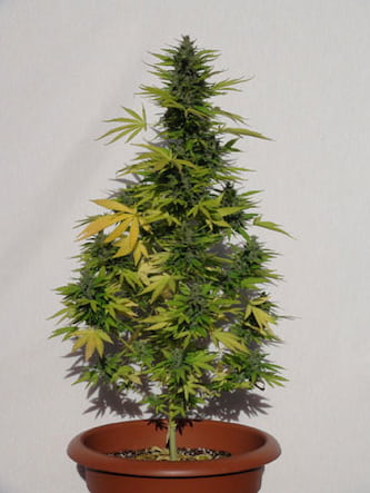 Speedy Boom Auto > Kannabia Seeds | Autoflowering Hanfsamen  |  Sativa