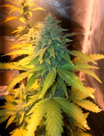 Speedy Boom Auto > Kannabia Seeds | Autoflowering Cannabis   |  Sativa