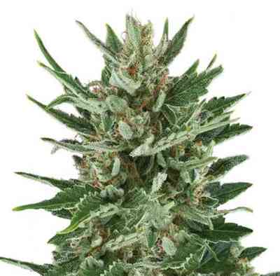 Speedy Chile > Royal Queen Seeds | Feminisierte Hanfsamen  |  Indica