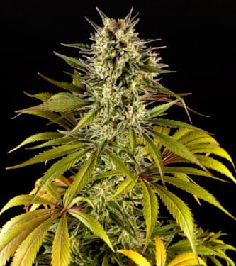 Spicy CBD > Philosopher Seeds | CBD cannabis seeds  |  Sativa