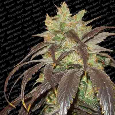 Spoetnik #1 > Paradise Seeds | Feminized Marijuana   |  Indica