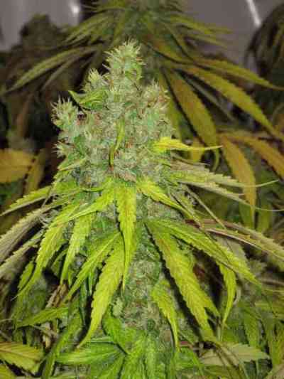 Spoetnik #1 > Paradise Seeds | Feminized Marijuana   |  Indica