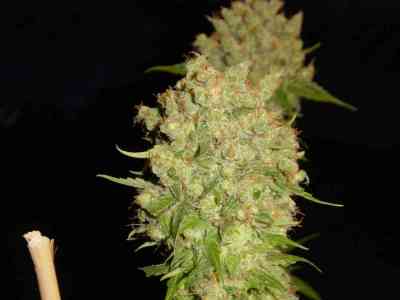 Spoetnik #1 > Paradise Seeds | Feminized Marijuana   |  Indica