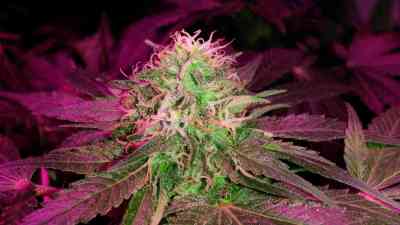 Spoetnik #1 > Paradise Seeds | Feminized Marijuana   |  Indica