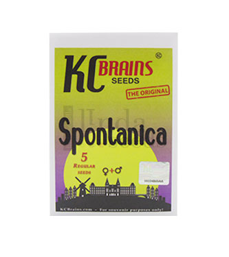 Spontanica > KC Brains | Feminisierte Hanfsamen  |  Indica