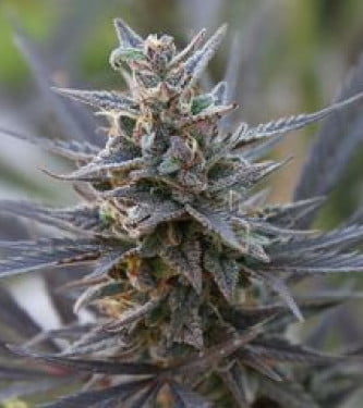 Spontanica > KC Brains | Feminisierte Hanfsamen  |  Indica