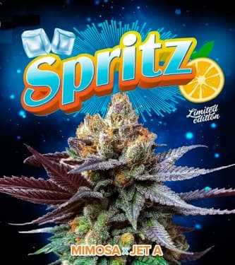 Spritz > Perfect Tree | Feminized Marijuana   |  hybrid