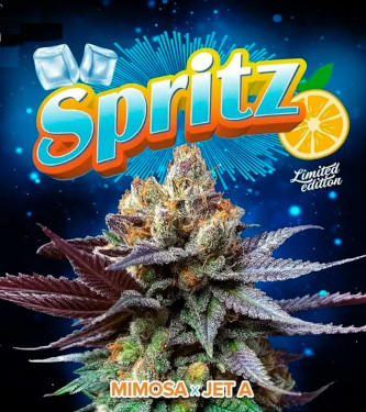 Spritz > Perfect Tree | Feminisierte Hanfsamen  |  Hybrid