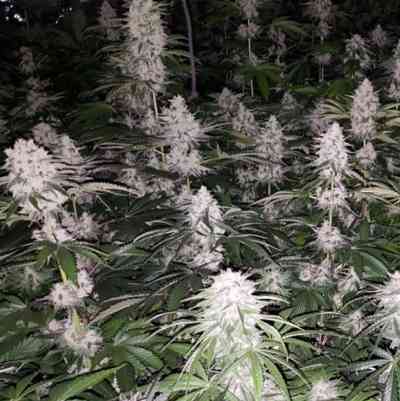 Spumoni Seed > The Plug Seedbank | Feminized Marijuana   |  hybrid