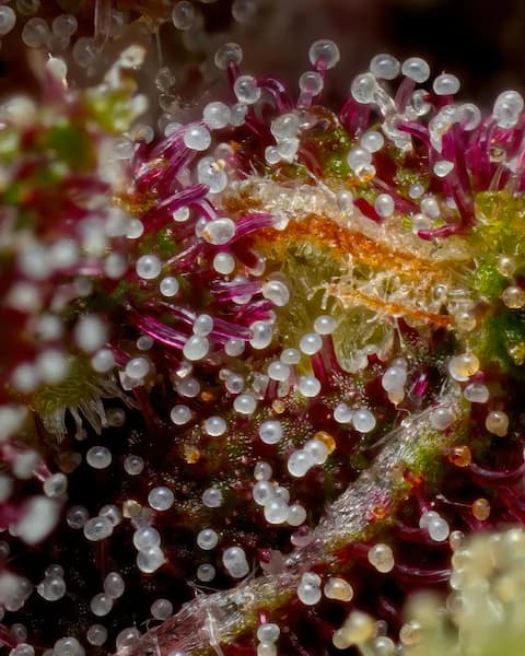 Squirt Auto > Humboldt Seed Company | Autoflowering Hanfsamen  |  Sativa