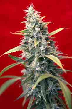 Sra Amparo > Reggae Seeds | Feminized Marijuana   |  Sativa