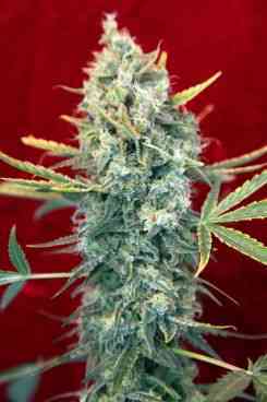 Sra Amparo > Reggae Seeds | Feminized Marijuana   |  Sativa