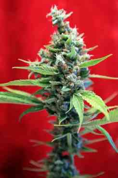 Sra Amparo > Reggae Seeds | Feminized Marijuana   |  Sativa