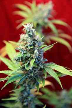 Sra Amparo > Reggae Seeds | Feminized Marijuana   |  Sativa