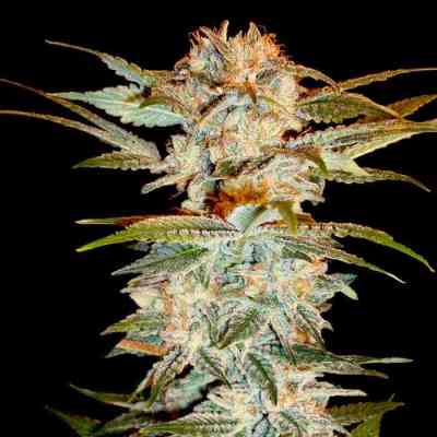 Stacked Kush > DNA Genetics | Feminized Marijuana   |  hybrid