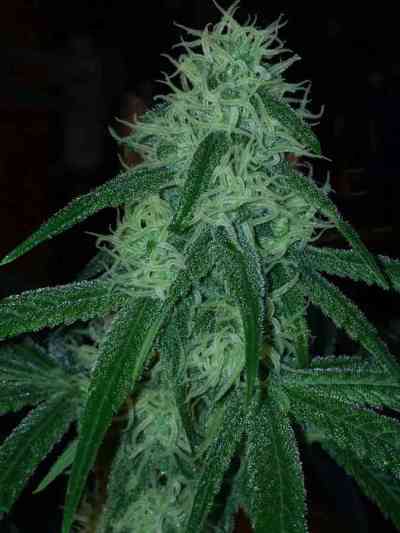 Stacked Kush > DNA Genetics | Feminized Marijuana   |  hybrid