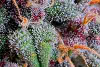 Recomendaciones | TOP 10 máximo THC auto Recomendaciones | TOP 10 máximo THC auto