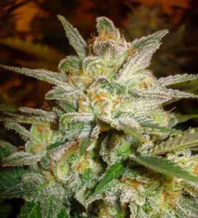 Star 47 > World of Seeds | Feminized Marijuana   |  Indica