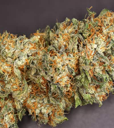 Star Killer > Rare Dankness Seeds | Graines Normal  |  Indica