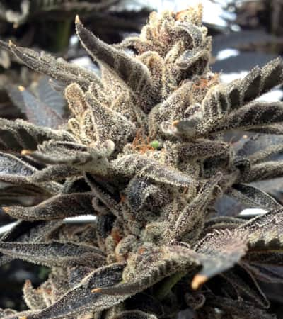 Star Killer > Rare Dankness Seeds | Regular Marijuana   |  Indica