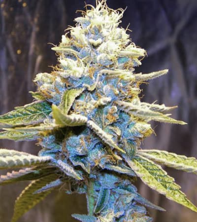 Star Killer > Rare Dankness Seeds | Graines Normal  |  Indica