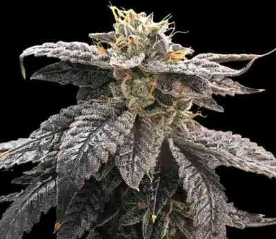 Star OX > Rare Dankness Seeds | Graines Normal  |  Indica