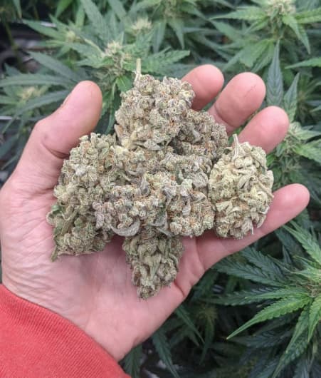 Stardawg Auto semilla > Seed Stockers | Semillas de marihuana autoflorecientes  |  Índica