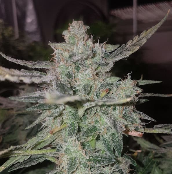 Stardawg Auto semilla > Seed Stockers | Semillas de marihuana autoflorecientes  |  Índica