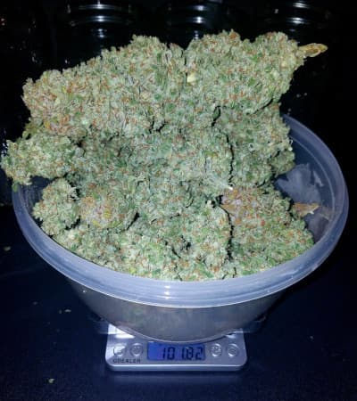 Stardawg > Fast Buds Company | Autoflowering Cannabis   |  Hybrid