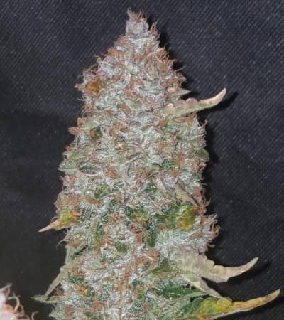 Stardawg > Fast Buds Company | Autoflowering Cannabis   |  Hybrid