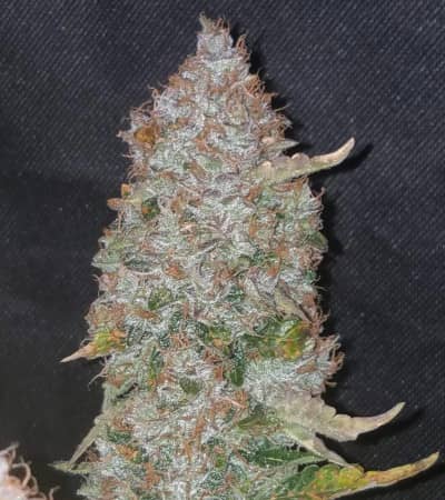 Stardawg > Fast Buds Company | Autoflowering Hanfsamen  |  Hybrid