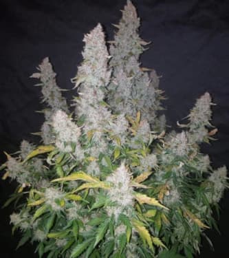 Stardawg > Fast Buds Company | Autoflowering Hanfsamen  |  Hybrid